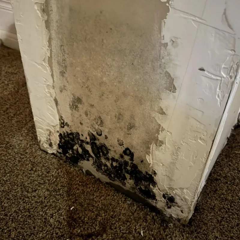 Professional Mold Removal in Pascagoula, MS
